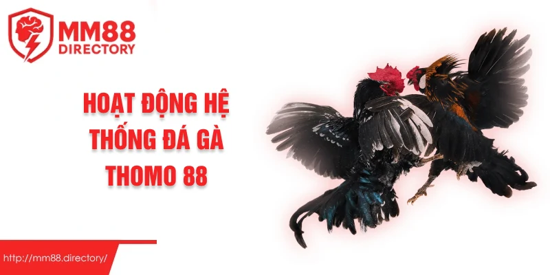 Hoạt động hệ thống đá gà thomo 88