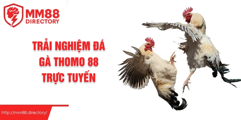 Trải nghiệm đá gà thomo 88 trực tuyến